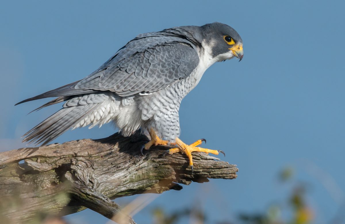 falcon on dauphin island