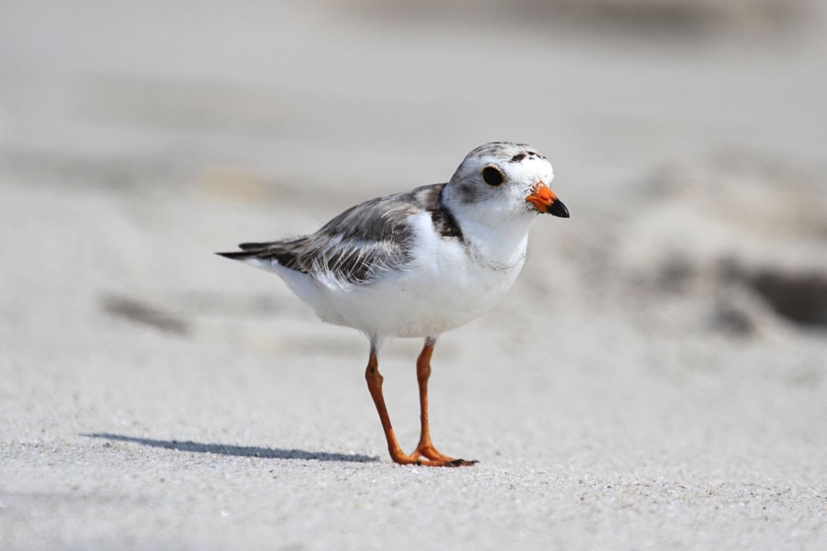 bird on dauphin island