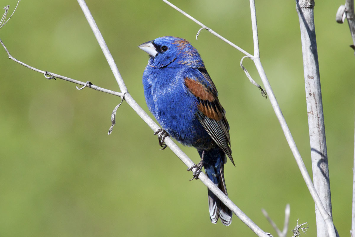 dauphin island fall migration