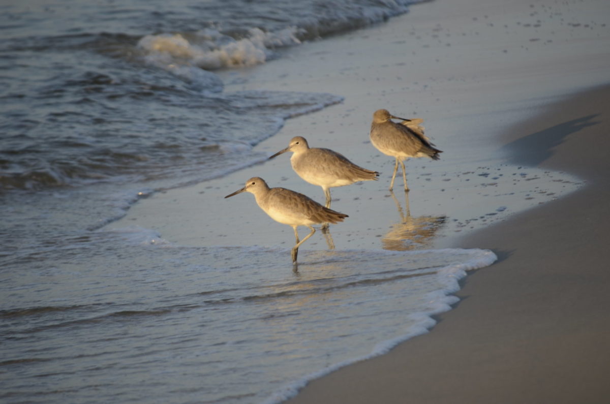 sandpipers on dauphin island beaches