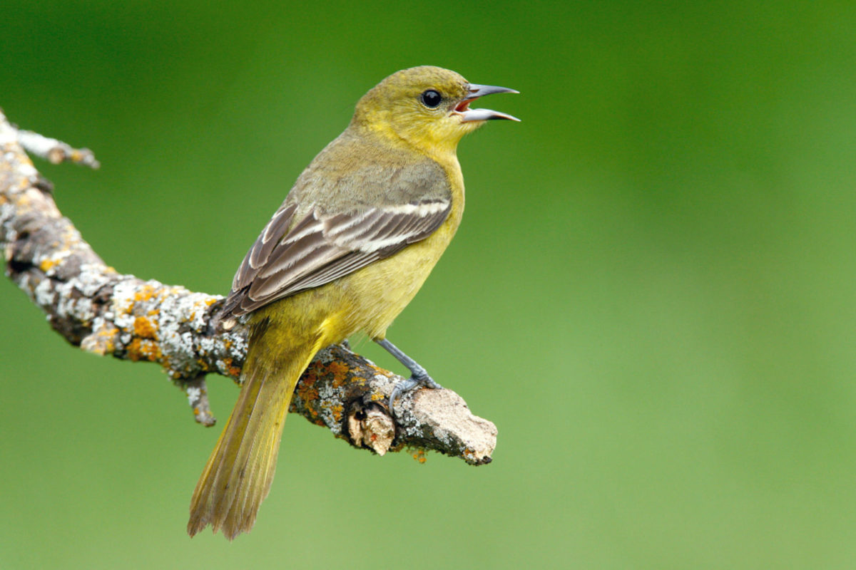 birds to see on dauphin island