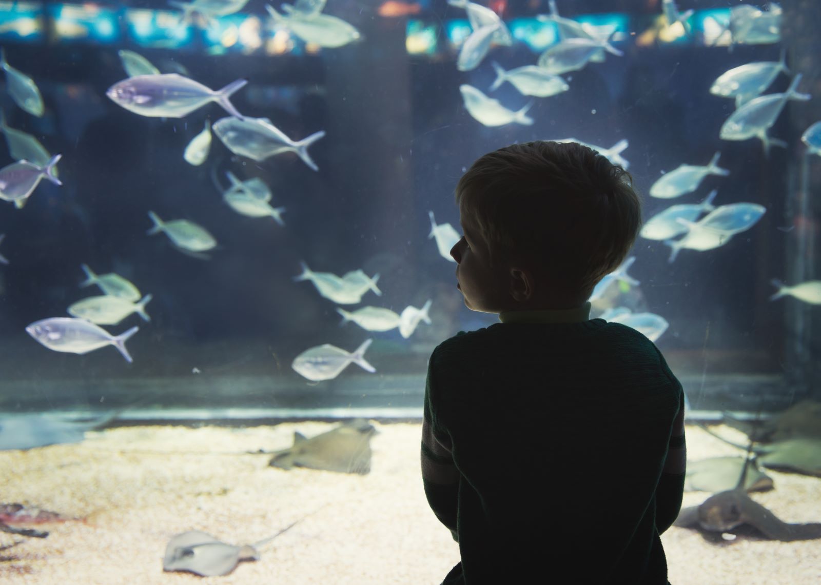 boy looking at fish