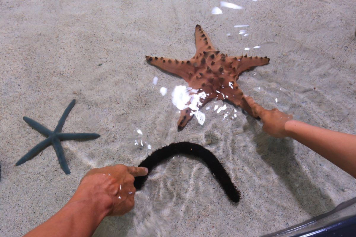 Dauphin Island Sea Lab touch tank