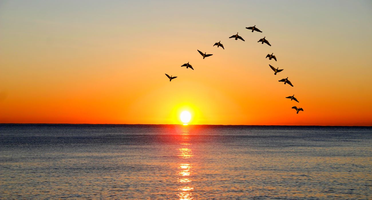 birds migrating to dauphin island in front of setting sun