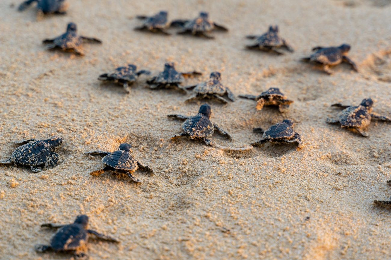 baby sea turtles on dauphin island