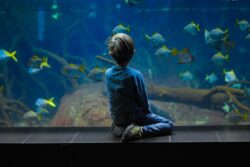 little kid in front of fish tank