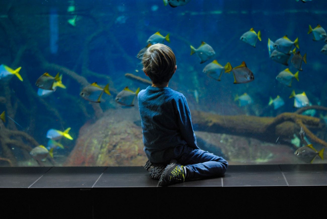 little kid in front of fish tank