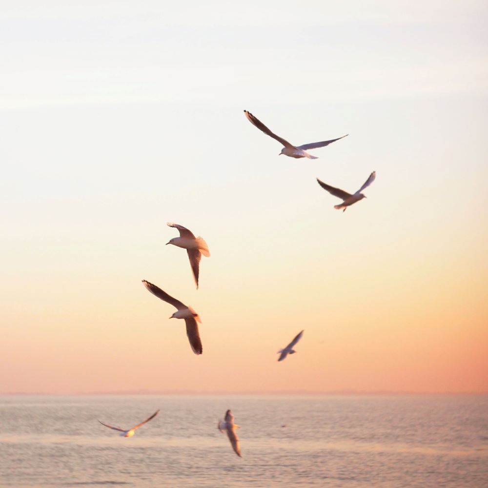 seagulls flying over the ocean